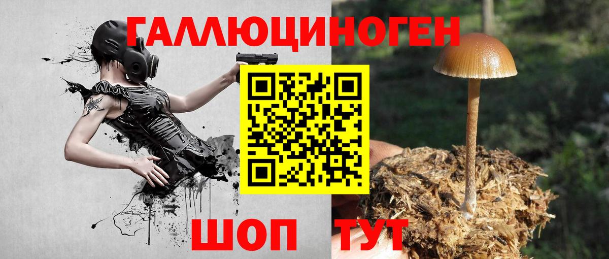 Галлюциногенные грибы Psilocybine cubensis Североуральск